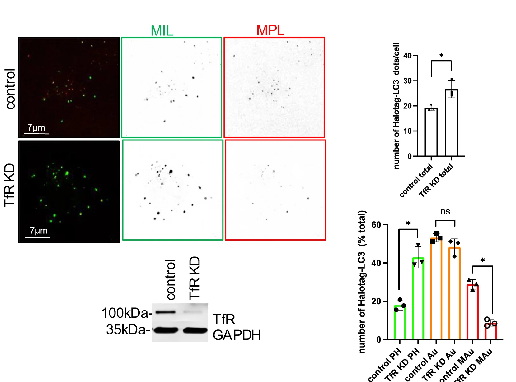 Open access visualization of Bar Plot, Error Bars, Microscopy, Gel, U-2 OS Cells