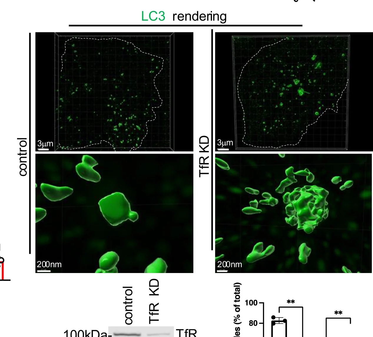Open access visualization of Microscopy, Gel, Bar Plot, HeLa Cells, TfR siRNAs