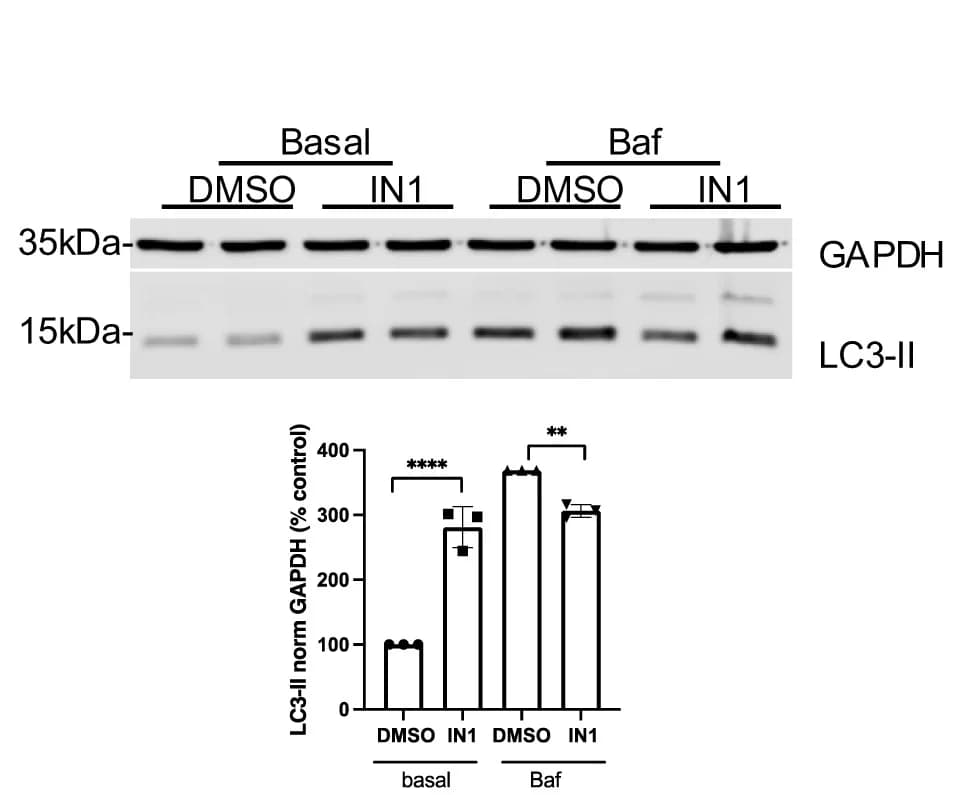 Open access visualization of Bar Plot, Error Bars, Gel, HeLa Cells, DMSO