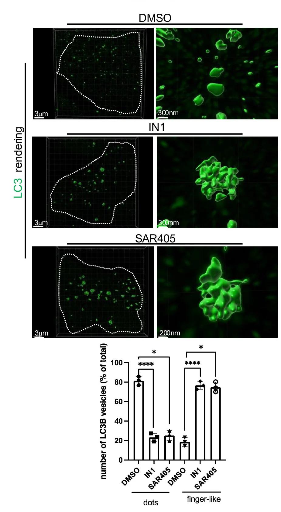 Open access visualization of Bar Plot, Error Bars, Microscopy, 3D Plot, HeLa Cells