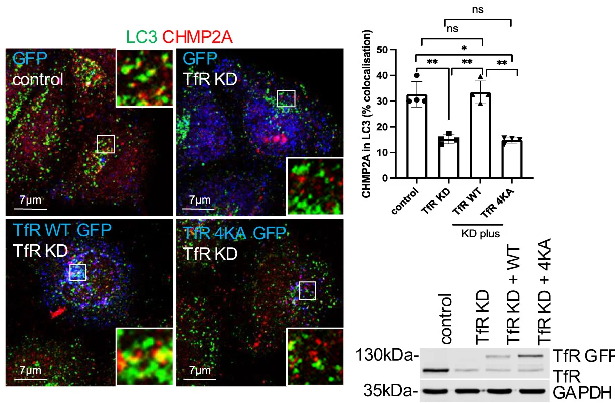 Open access visualization of Bar Plot, Error Bars, Microscopy, Gel, HeLa Cells