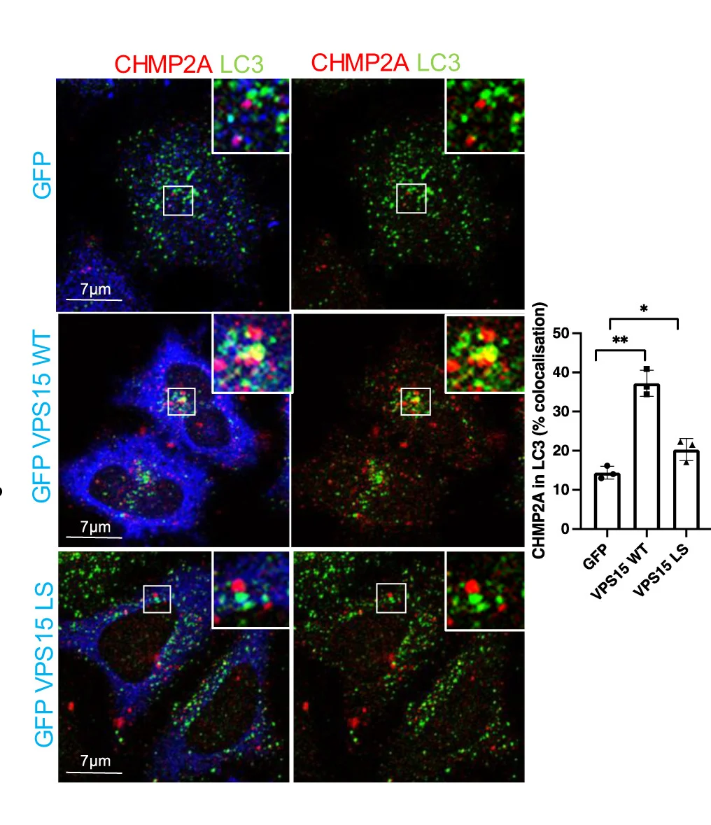 Open access visualization of Bar Plot, Microscopy, Error Bars, HeLa Cells, pEGFP