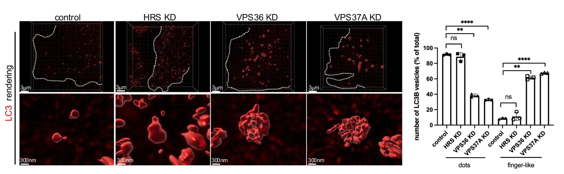 Open access visualization of Bar Plot, Microscopy, 3D Plot, U2-Os Cells, siRNA