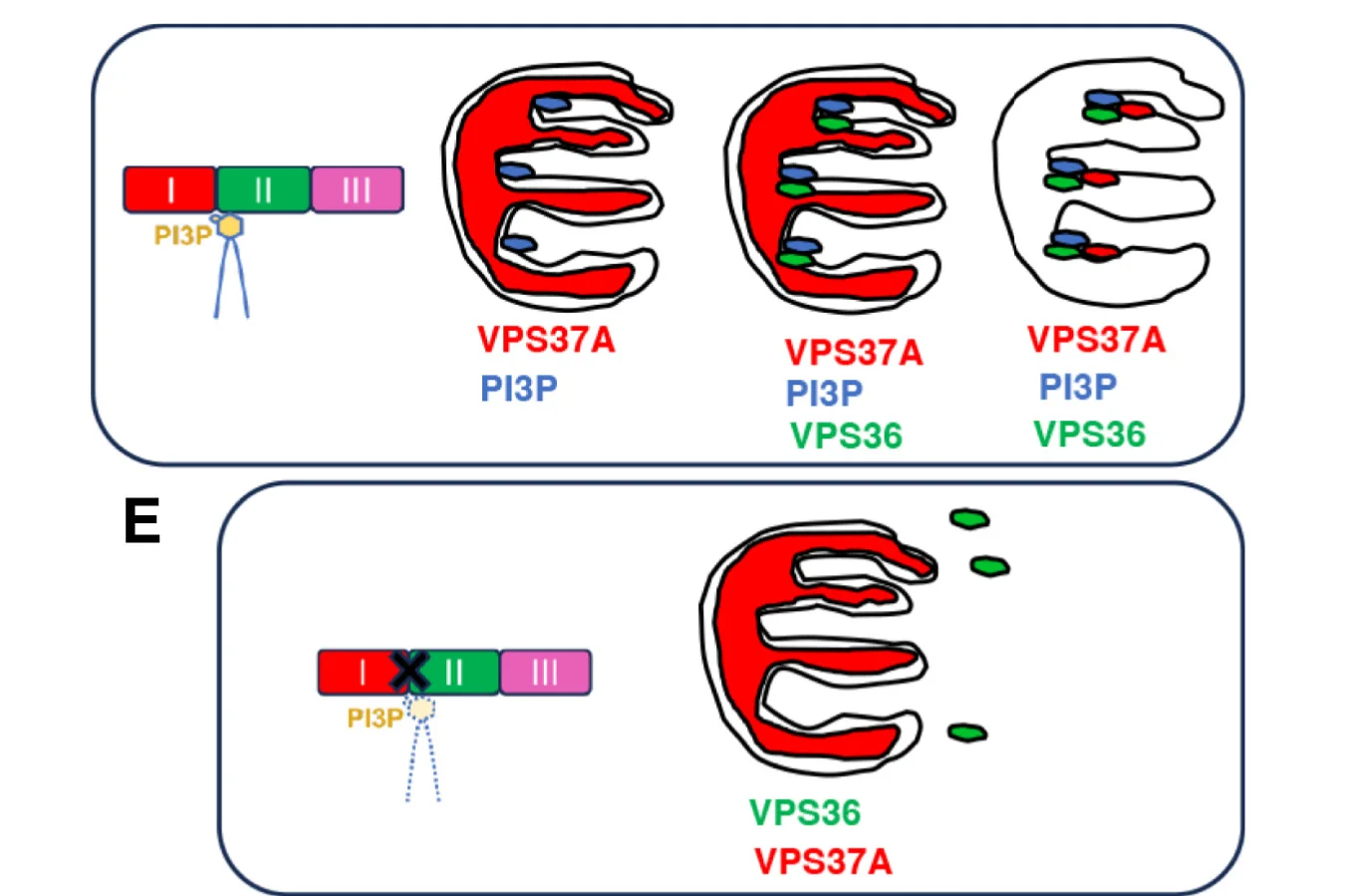 Open access visualization of Workflow, Illustration, Cartoon, VPS37A, Phagophore