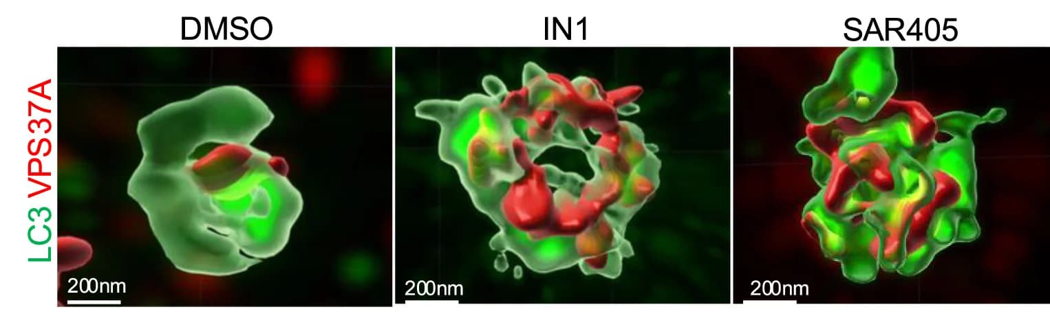 Open access visualization of Microscopy, HeLa Cells, DMSO, VPS34 Inhibitor IN1, SAR405