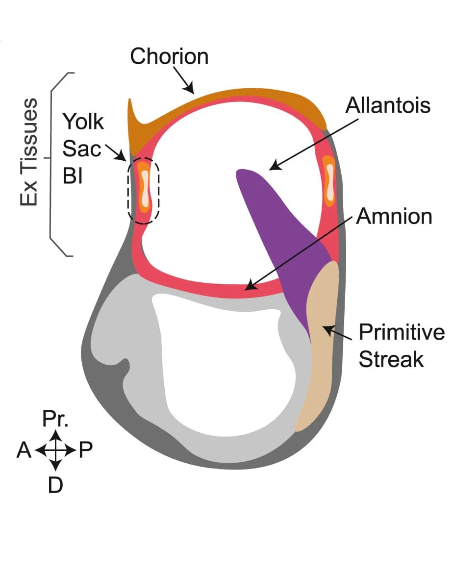 Open access visualization of Illustration, Mouse Gastrula, Embryonic Development