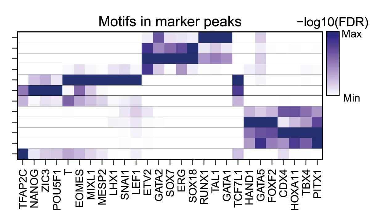 Open access visualization of Heatmap, EB Cell Types, Motif Enrichment, ATAC Marker Peaks