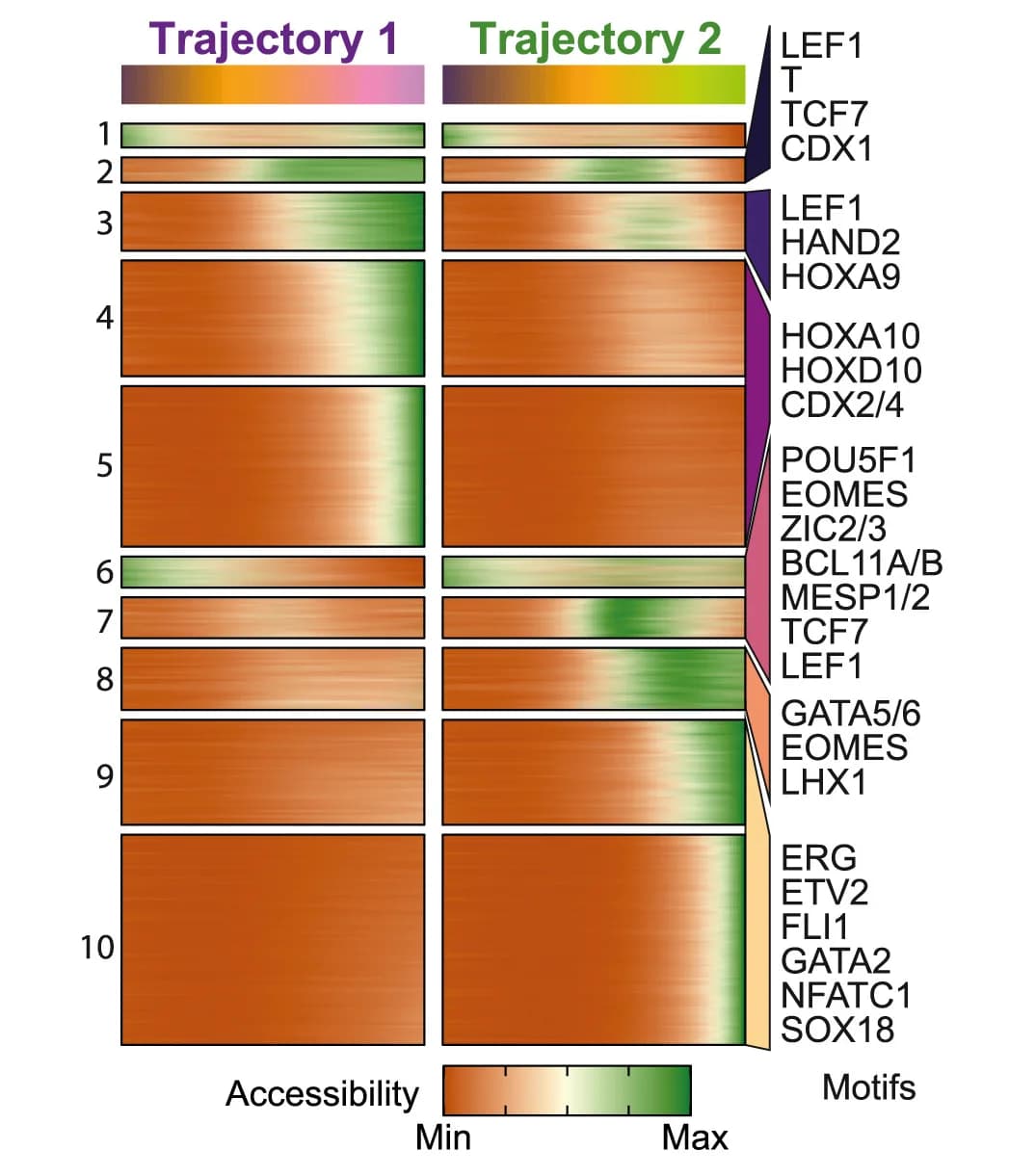 Open access visualization of Heatmap, Clustered, Chromatin Accessibility, Pseudo-time, Peak Accessibility Patterns