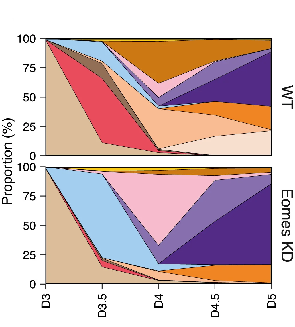 Open access visualization of Line Plot, Line Step, Cell Type, Proportions, Time Point