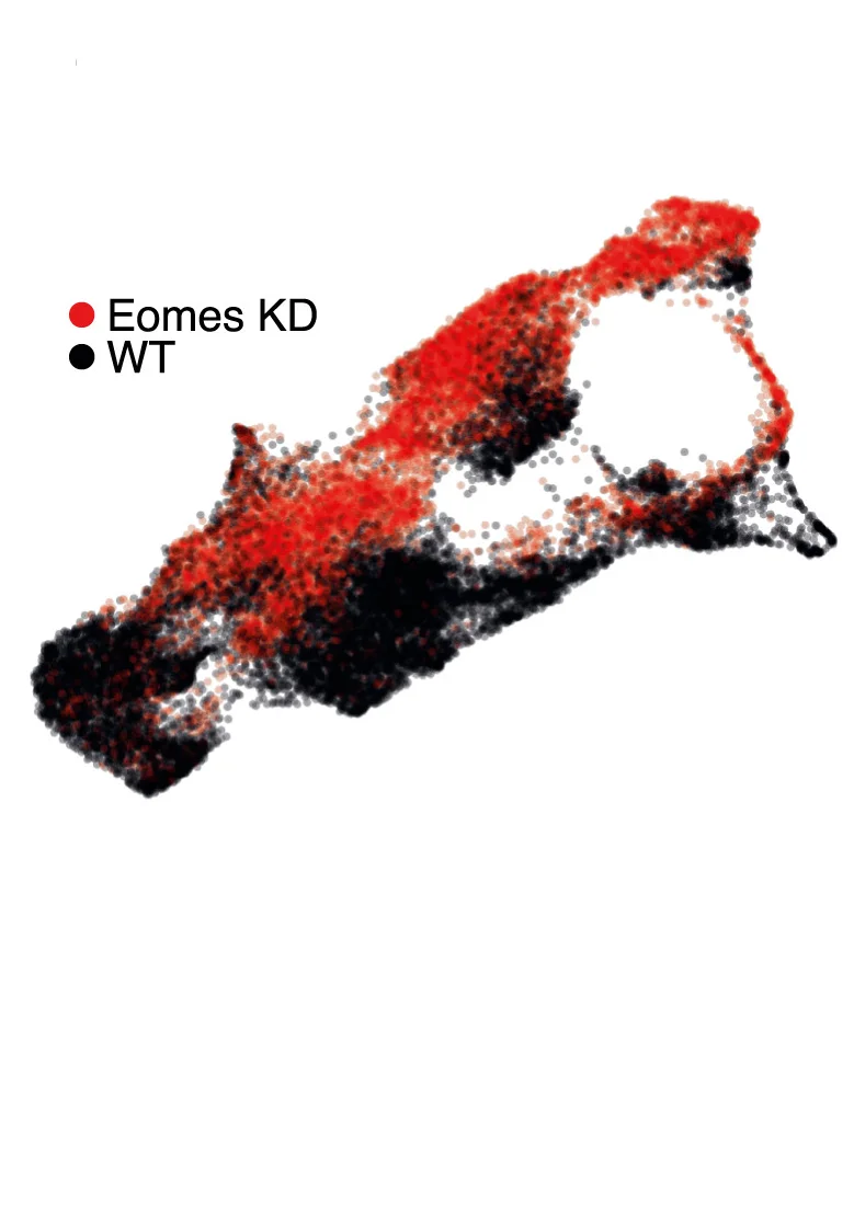 Open access visualization of Scatter Plot, UMAP, UMAPs, EB Culture, Eomes-KD Cells