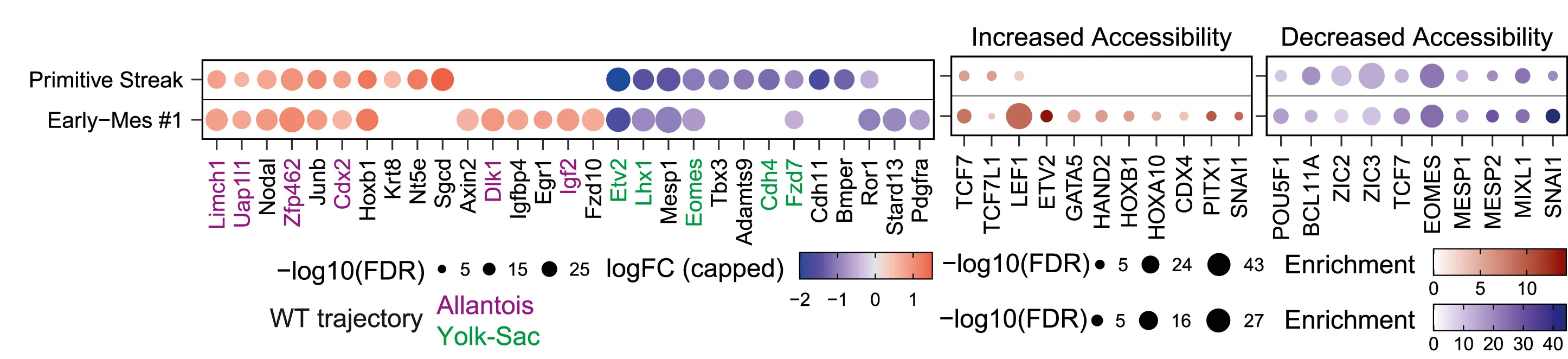 Open access visualization of Bubble Plot, Differential Gene Expression, Eomes-KD, WT, Early Cell Types