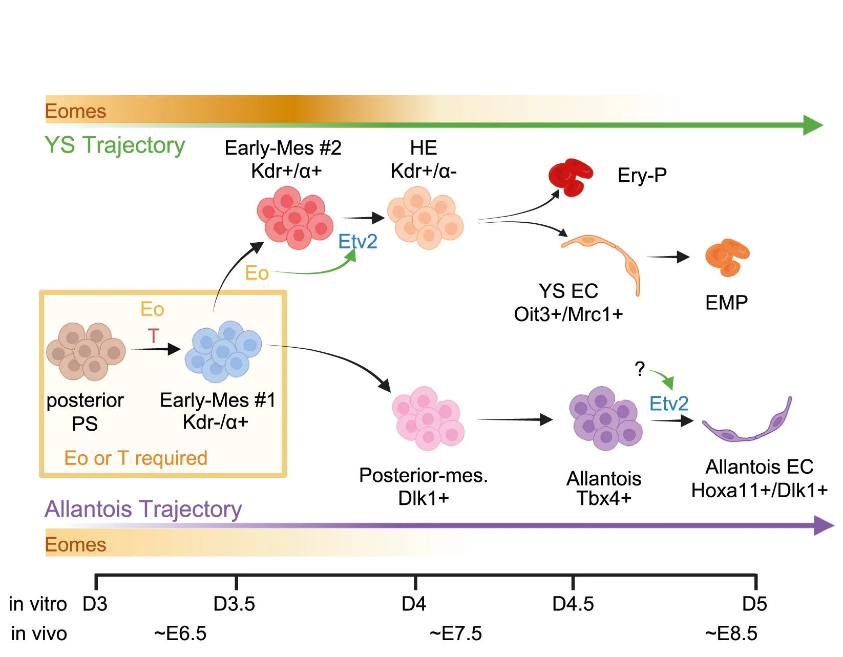 Open access visualization of Workflow, Flowchart, Illustration, Molecular Regulation, YS