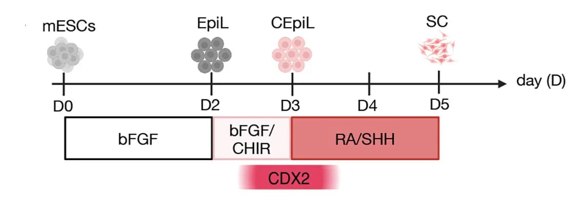 Open access visualization of Workflow, Flowchart, SC Progenitor, Differentiation, mESCs