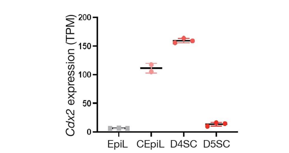 Open access visualization of Scatter Plot, Error Bars, mRNA-seq, Cdx2, Gene Expression