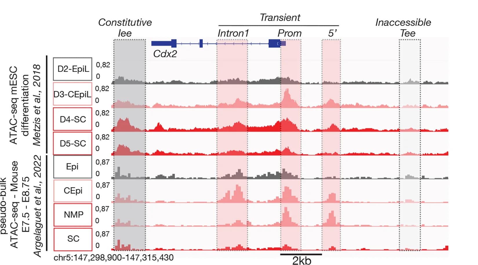 Open access visualization of Line Plot, ATAC-seq, Cdx2, Locus, Promoter