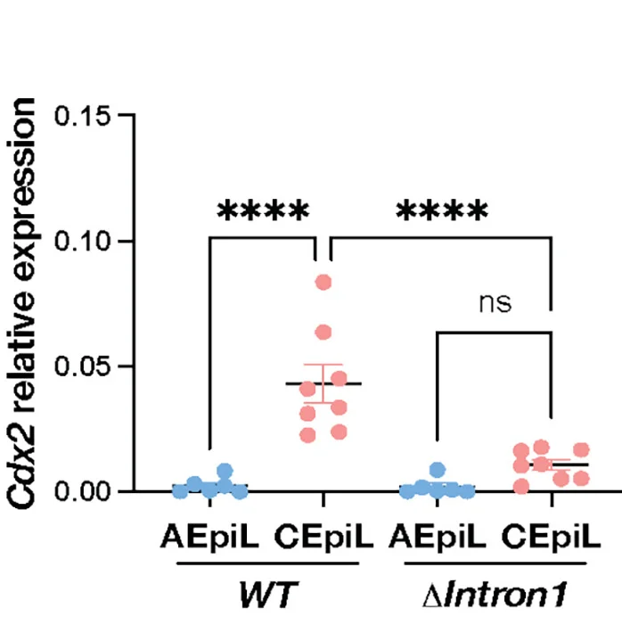 Open access visualization of Scatter Plot, Error Bars, Gene Expression, RT-qPCR, Cdx2