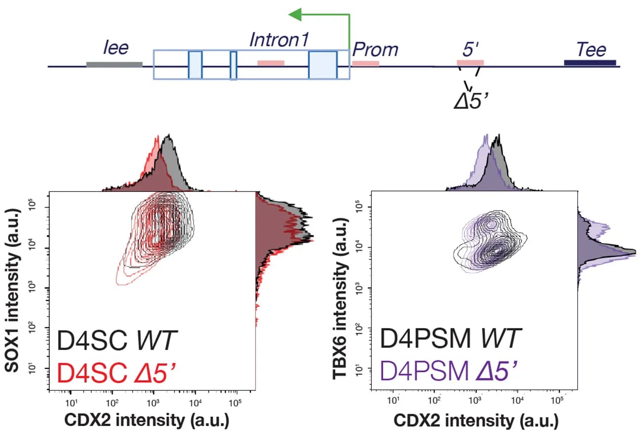 Open access visualization of Scatter Plot, Density Plot, Line Plot, CRISPR, Targeted Element