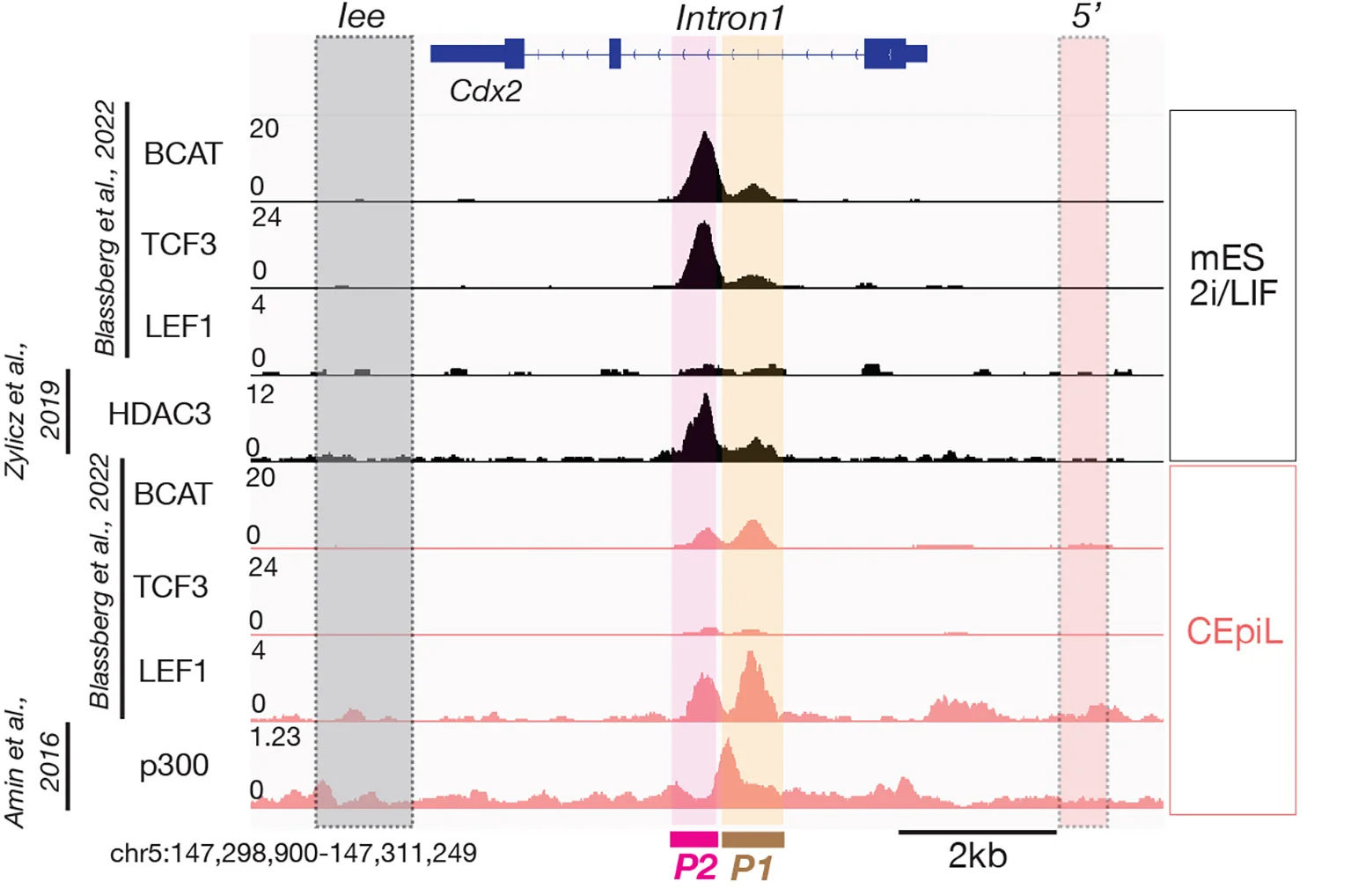 Open access visualization of Line Plot, Density Plot, ChIP-seq, Naive ESCs, CEpiL Cells