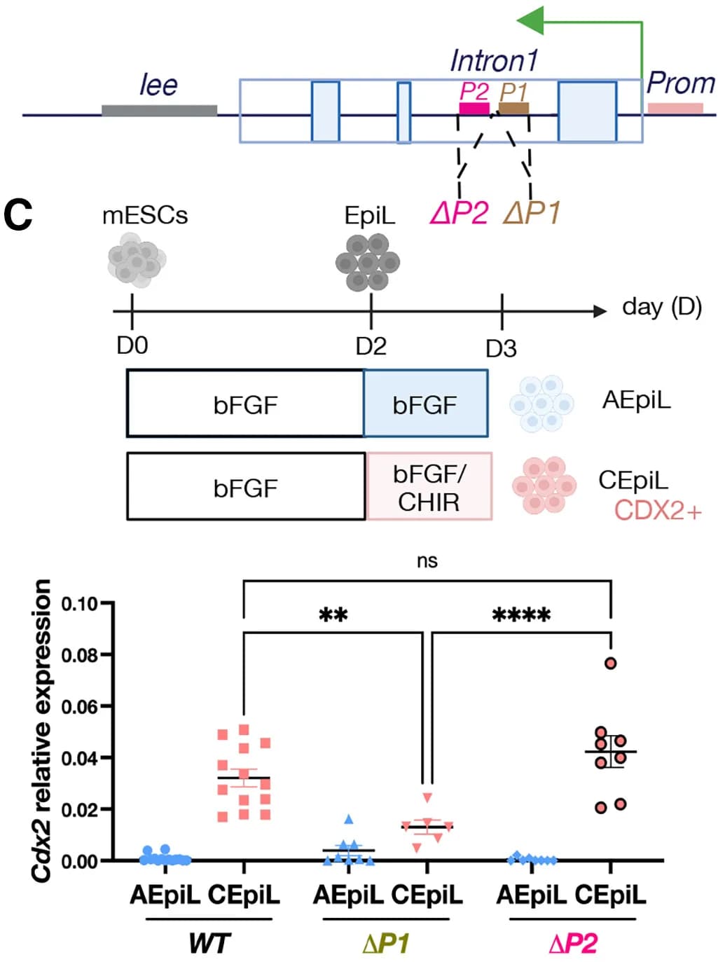 Open access visualization of Scatter Plot, Schematic, ΔP1 Cells, ΔP2 Cells, BioRender