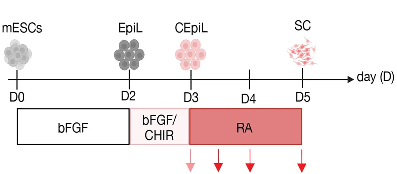 Open access visualization of Workflow, Schematic, SC Differentiation, Time Points, BioRender