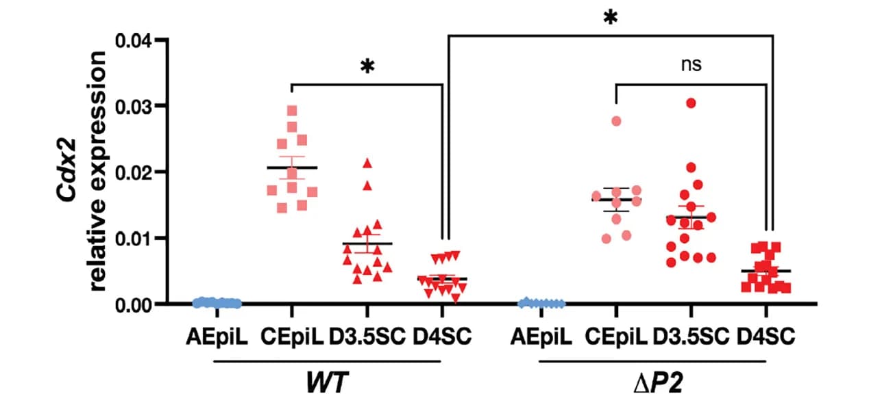 Open access visualization of Scatter Plot, Error Bars, RT-qPCR, Cdx2, ΔP2 Cells