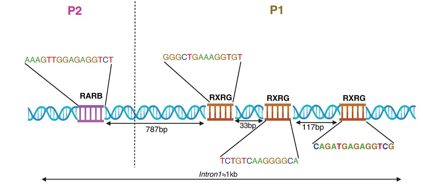 Open access visualization of Illustration, RARE Binding Motifs, RA Nuclear Receptor Expression, mESCs, SC Progenitors