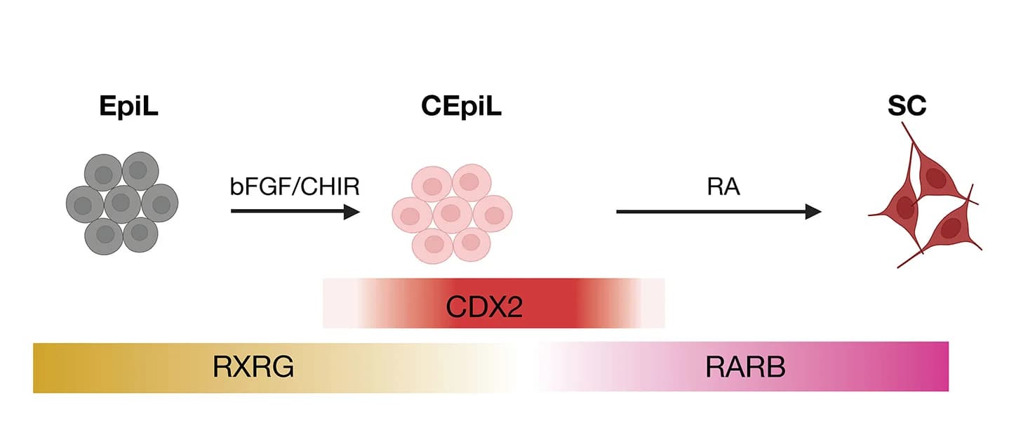 Open access visualization of Workflow, Illustration, RARE Binding Motifs, RA Nuclear Receptor Expression, mESCs