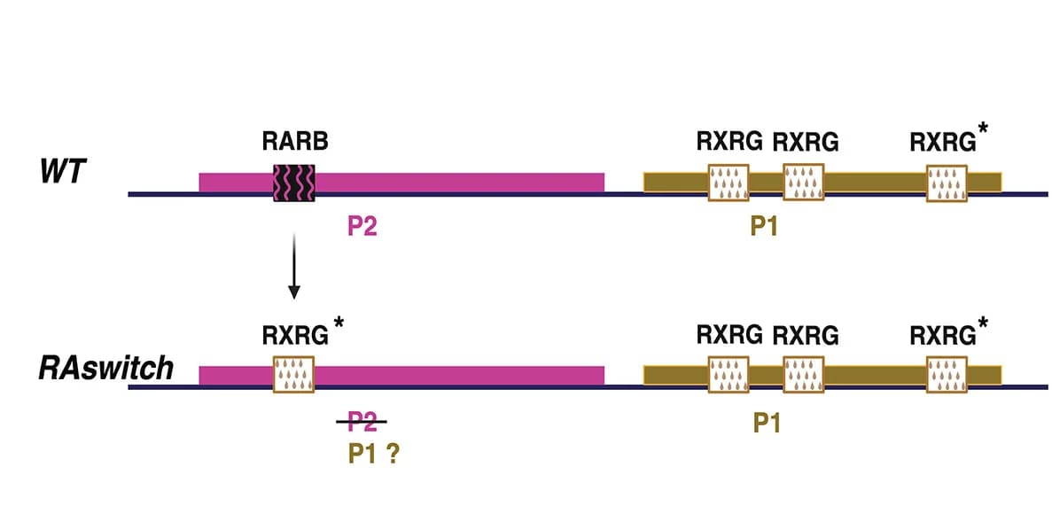 Open access visualization of Workflow, Flowchart, Illustration, RAswitchESCs, RXRG