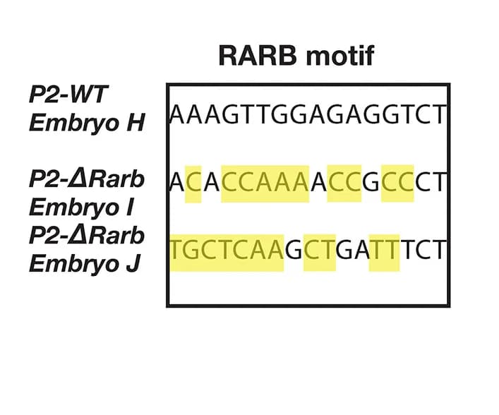 Open access visualization of Illustration, Table Image, Genotypes, Embryos, CRISPR-Cas9