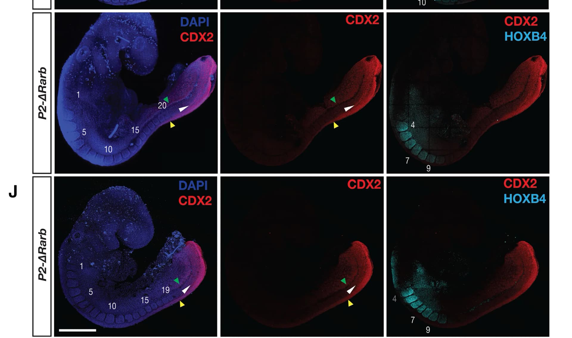 Open access visualization of Microscopy, Whole-Mount IF, CDX2, Tailbud, P2-ΔRarb Mutants