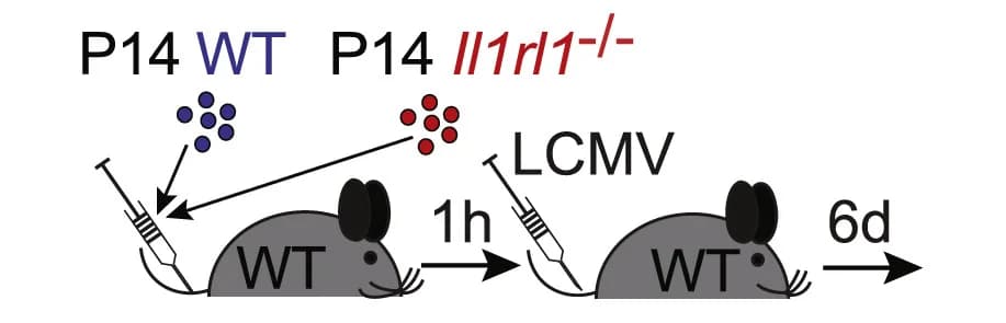 Open access visualization of Workflow, Flowchart, Illustration, P14 WT Cells, P14Il1rl1−/− Cells