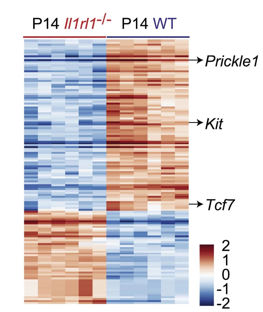 Open access visualization of Heatmap, Differentially Expressed Genes, RNA-seq, Log2fold Change, False Discovery Rate