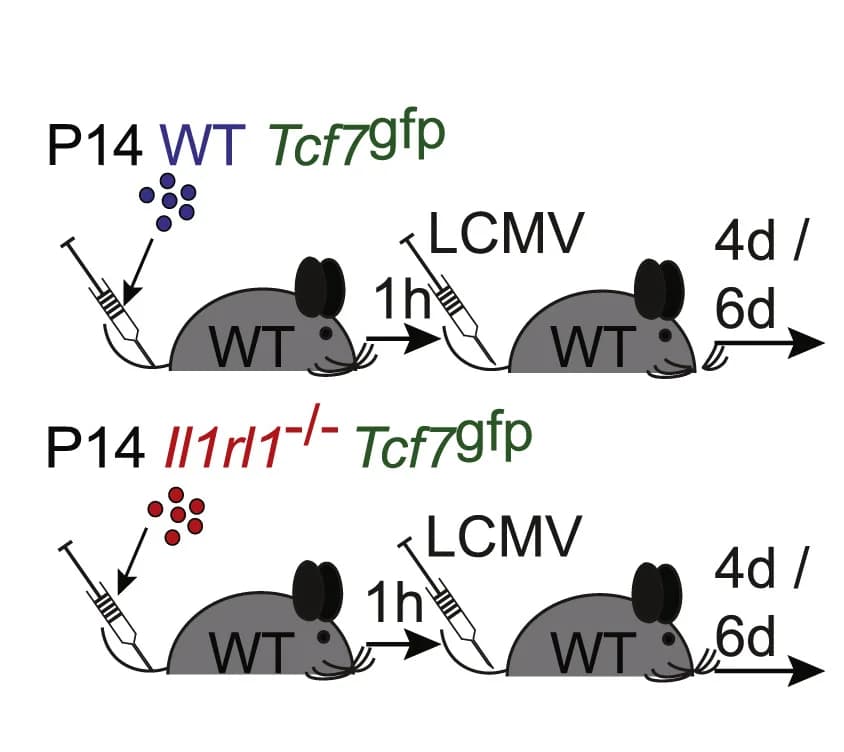 Open access visualization of Workflow, Illustration, Cell Transfer, P14 WTTcf7gfp Cells, P14Il1rl1-/-Tcf7gfp Cells