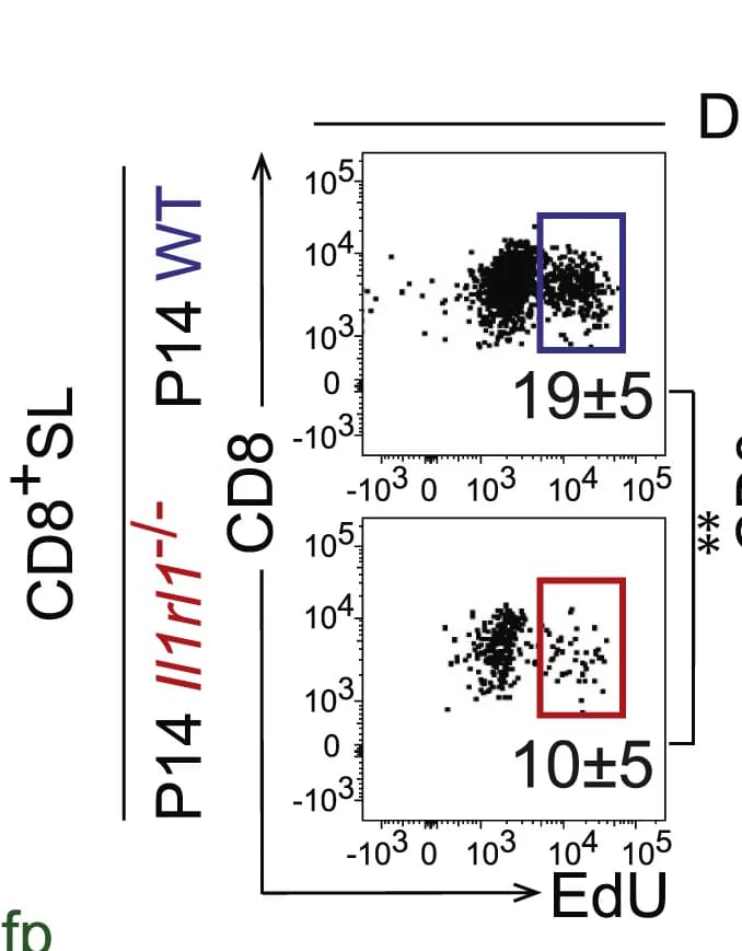 Open access visualization of Scatter Plot, EdU incorporation, Ki67 expression, FACS plots, CD8+Ly108+Tim-3- Cells