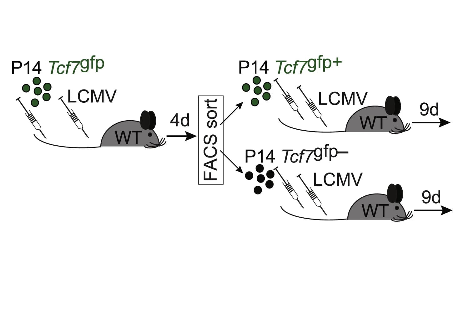 Open access visualization of Workflow, Flowchart, Illustration, Tcf7gfp cells, WT recipients
