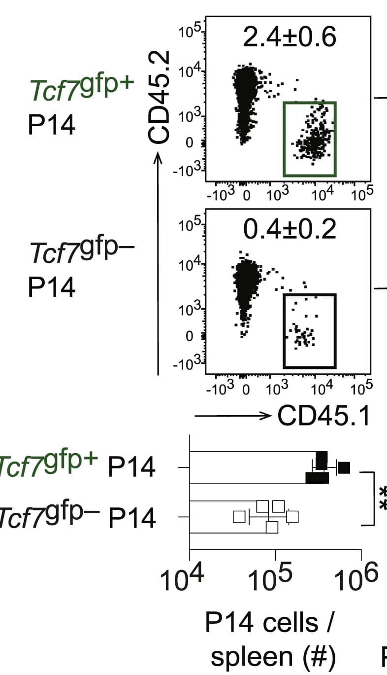 Open access visualization of Scatter Plot, Bar Plot, Error Bars, P14 Progeny
