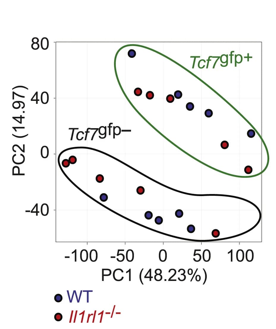 Open access visualization of Scatter Plot, PCA, Tcf7gfp cells, WT recipients, LCMV infection
