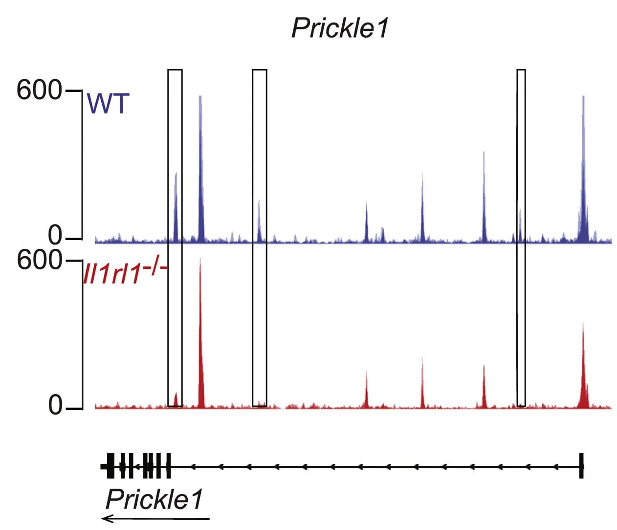 Open access visualization of Line Plot, ATAC-seq, Prickle-1 locus, Tcf7gfp+ cells, Differential accessibility