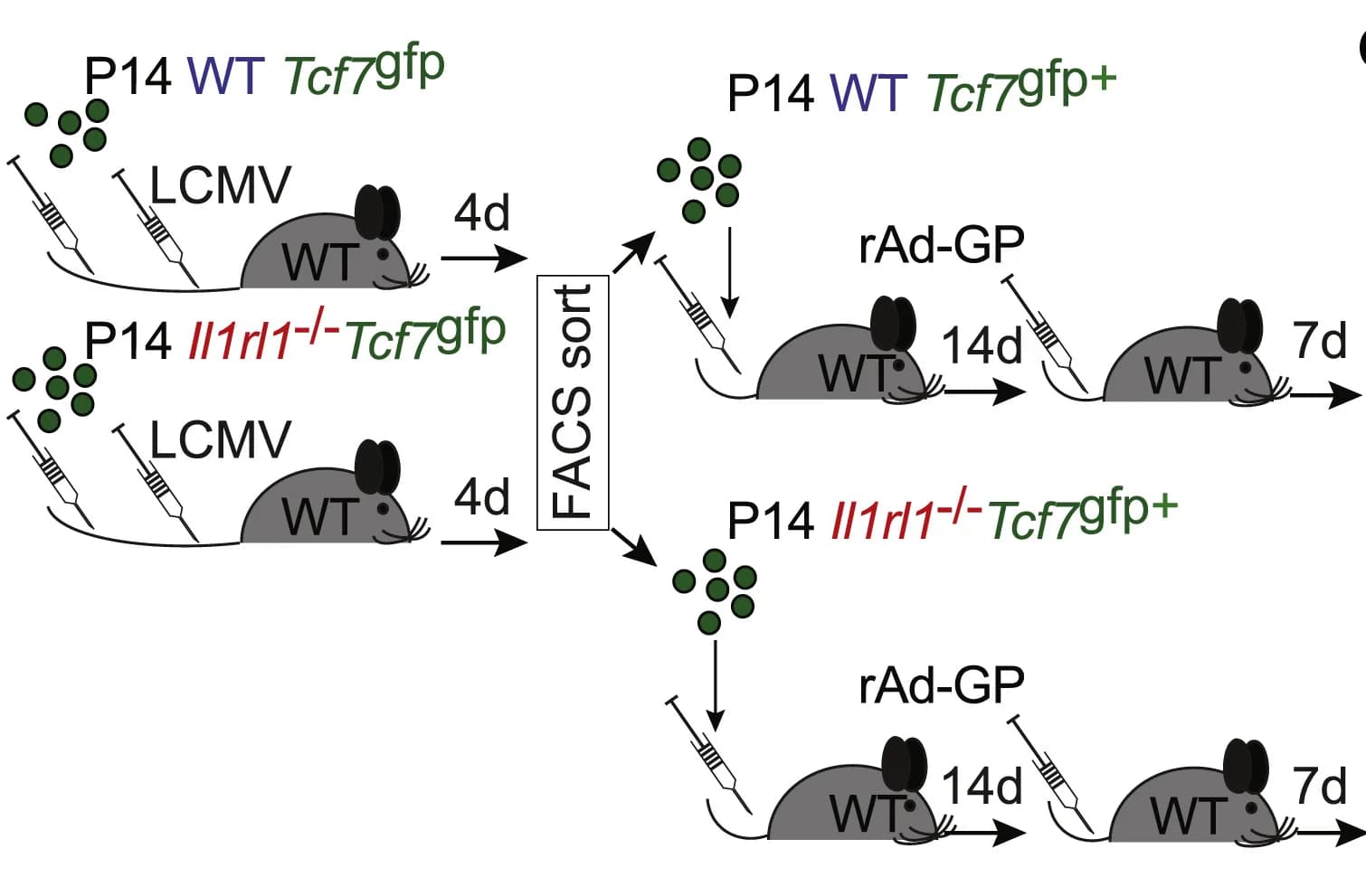 Open access visualization of Workflow, Tcf7gfp cells, WT recipients, LCMV infection, FACS Plot