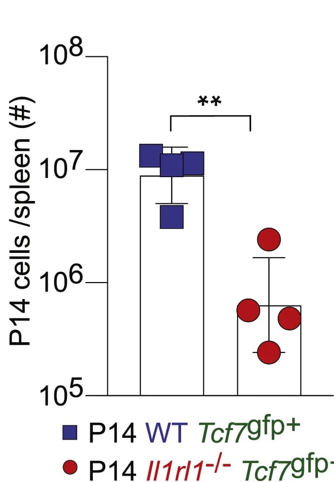 Open access visualization of Bar Plot, Error Bars, Scatter Plot, Tcf7gfp cell progeny, Tcf7gfp+ cells