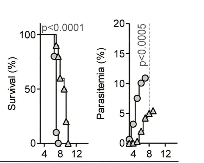 Open access visualization of Line Plot, Survival Curve, Survival, Parasitemia, WT C57BL/6 Mice