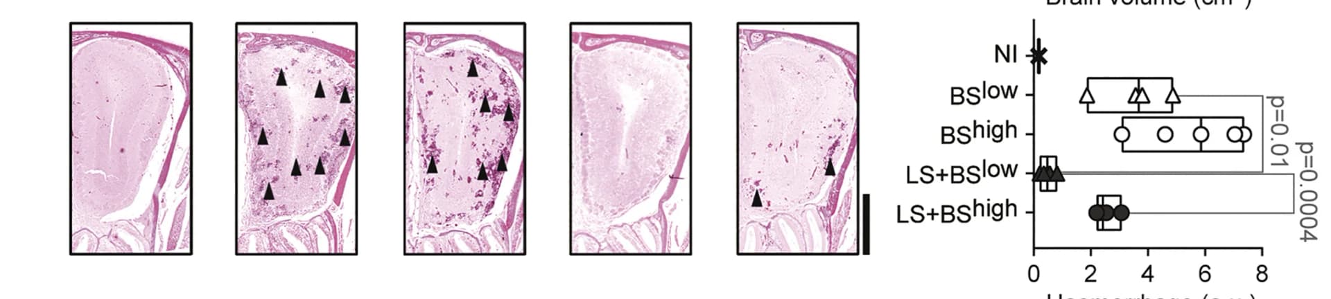 Open access visualization of Box Plot, Microphotographs, Von Kossa Staining, Coronal Sections, Olfactory Bulb