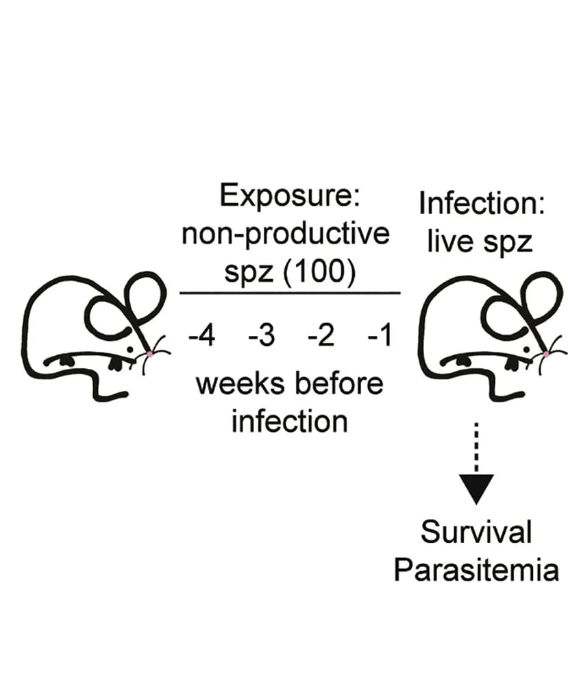 Open access visualization of Workflow, Illustration, Protocol, Schematic Representation, Inoculum