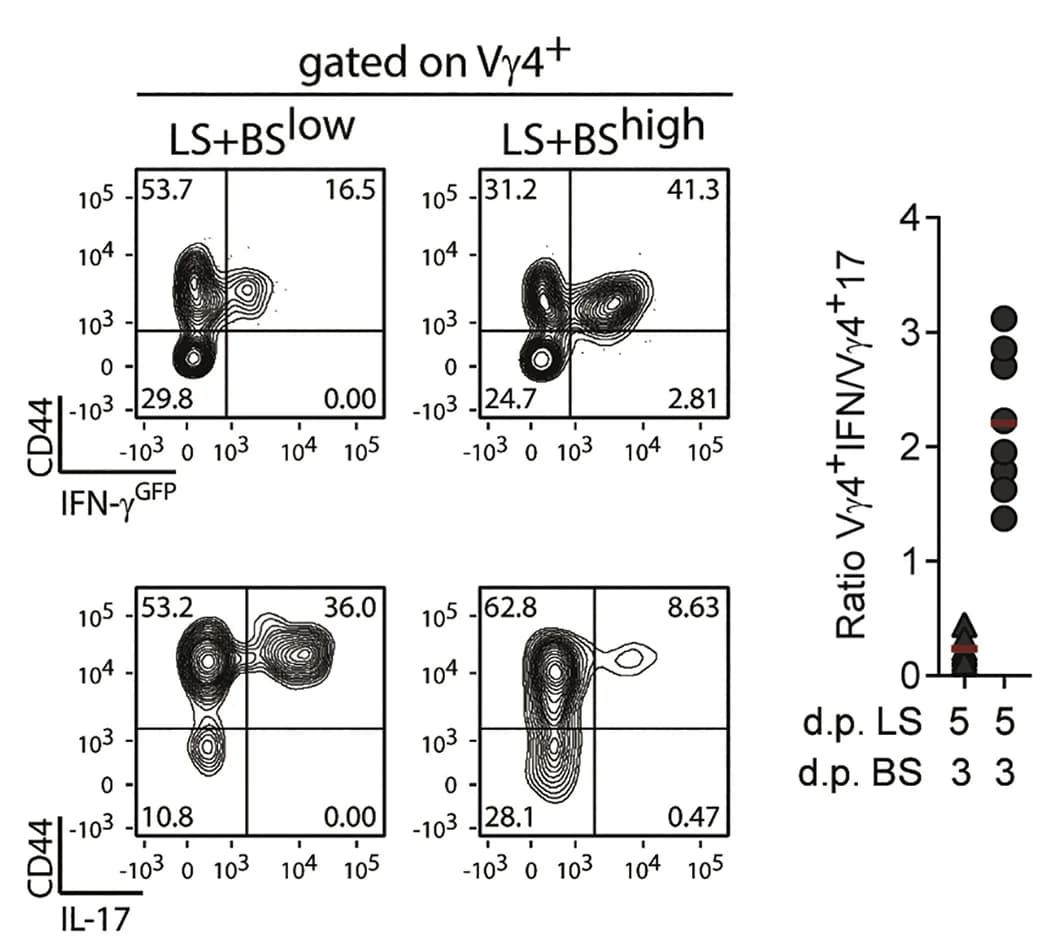 Open access visualization of Scatter Plot, Flow cytometry, IFN-γ, IL-17, γδIFN T cells