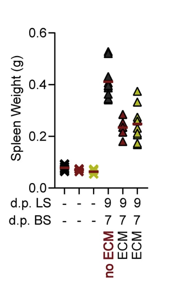 Open access visualization of Scatter Plot, Spleen Weight, WT Mice, Tcrδ−/− Mice, Il-17−/− Mice