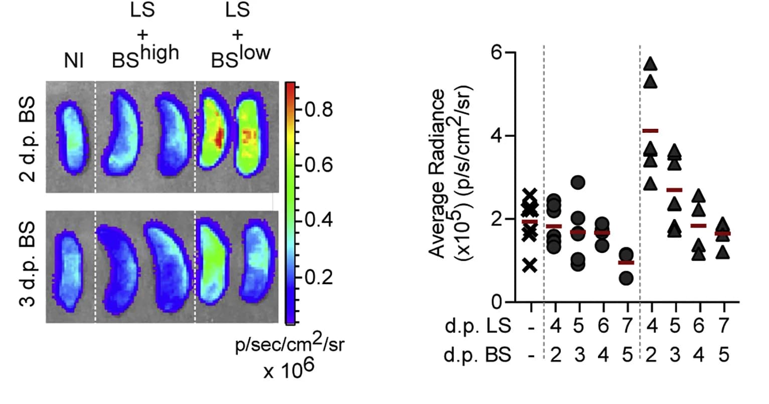 Open access visualization of Scatter Plot, Spleen Bioluminescence, Luciferase Expression, γδ T Cells, Tcrδ-GDL Mice