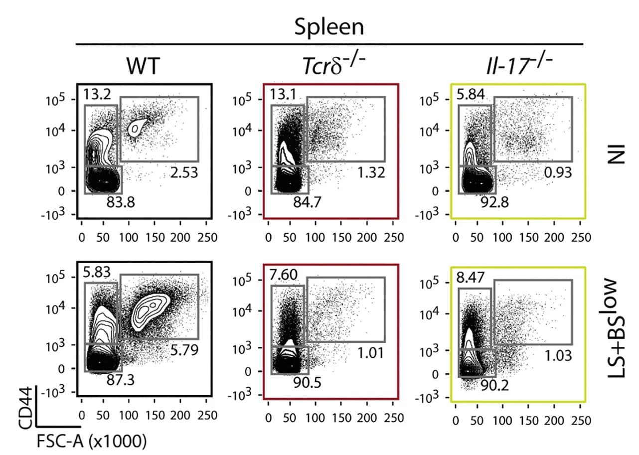 Open access visualization of Scatter Plot, Flow Cytometry, Erythroblast Accumulation, Spleen, WT Mice