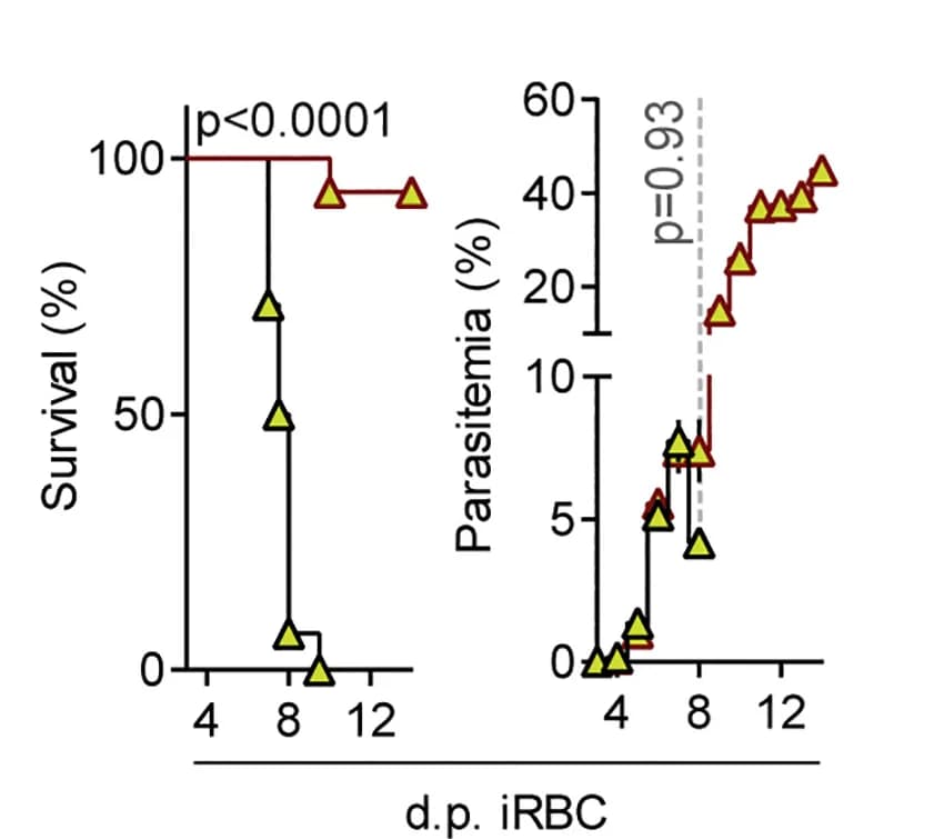 Open access visualization of Survival Curve, Line Plot, Line Step, Survival, Parasitemia