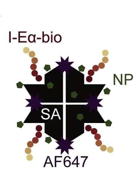 Open access visualization of Illustration, NP-Eα