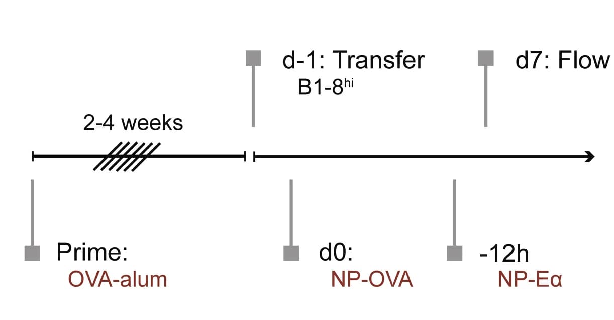 Open access visualization of Workflow, Flowchart, Experimental Setup